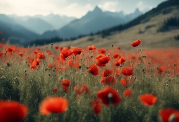 sunlight person woman nature landscape scene poppy twilight gold mountain flowers magical mountains magic trees sunset red
