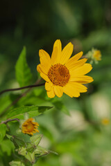 Yellow flower in the garden