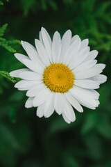 Fototapeta premium Daisy in the garden