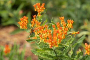 Bee in the orange flowers