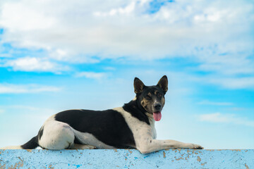 thai dog sitting on a beach, isolated portrait of domestic pet with black and brown fur, cute puppy
