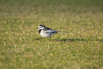 A White Wagtail Walking Continuously, Unable to Find Food; Toyama, Japan