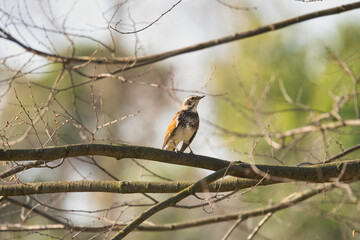 A Thrush Soaking Up the Spring Sun; Toyama, Japan