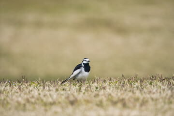 Obraz premium A White Wagtail; Toyama, Japan