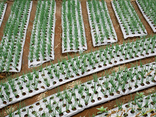 leek fields that use sheet mulching as a way to reduce weeds