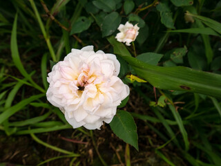 White roses in full bloom were infested with small insects