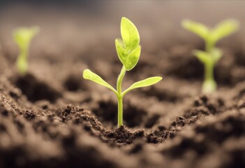 Fototapeta premium green sequence plant small dirt new ng growing germbud grows ground germinating brown growth metaphor seedling earth progressively taller