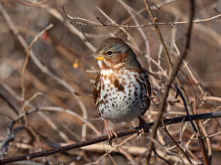 Close up of a brightly colored Fox Sparrow