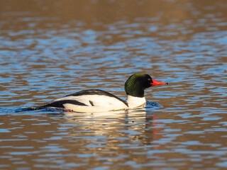 A brightly lit adult male Common Merganser swimming