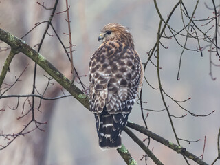 A perched Red-shouldered Hawk looking for prey