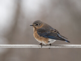 Close up of a perched female Eastern Bluebird