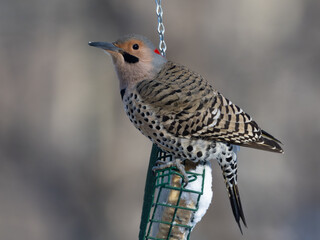 Close up of a male Northern Flicker perched on a suet feeder