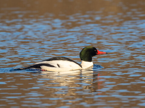 A brightly lit adult male Common Merganser swimming