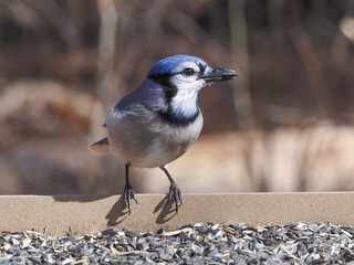 A Blue Jay perched on a bird feeder table with black oil sunflower seed
