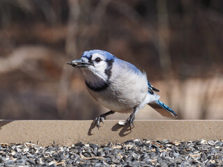 A Blue Jay perched on a bird feeder table with black oil sunflower seed