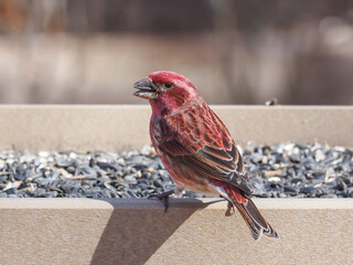 A male Purple Finch perched on a bird feeder table with black oil sunflower seed