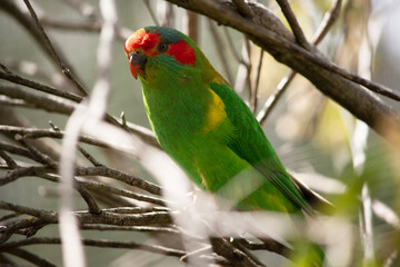 the musk lorikeet is mainly green with red on its face and beak