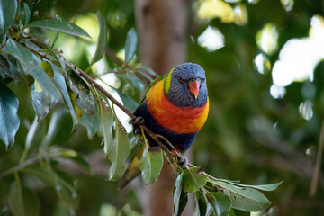 The rainbow lorikeet has a bright yellow-orange/red breast, a mostly violet-blue throat and a yellow-green collar.