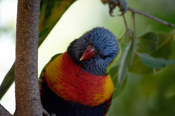 The rainbow lorikeet has a bright yellow-orange/red breast, a mostly violet-blue throat and a yellow-green collar.