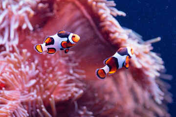 clownfish near sea anemone at Georgia Aquarium © thien