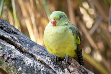 The female regent parrot is all light green. It has yellow shoulder patches and a narrow red band crosses the centre of the wings and yellow underwings