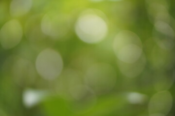 blur bokeh abstract green black