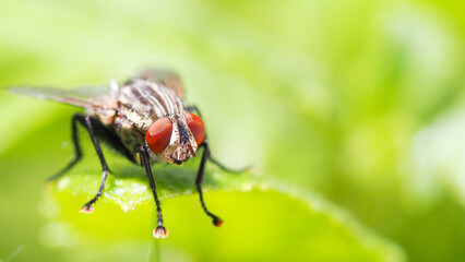 Macro Shot of a Flesh Fly (Sarcophaga) on a Leaf with Vibrant Green Background - Ideal for Minimalist Art, Educational Materials, Nature Blogs, and Entomological Studies