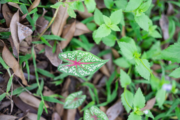 heart-shaped leaves of Caladium bicolor, its large, heart or lance-shaped leaves with striking green, white, pink, and red botching, called Heart of Jesus, 