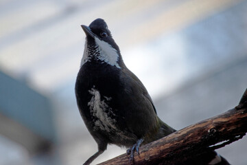 The Eastern Whipbird is a medium-sized bird with a black head, breast and conspicuous crest, with a broad white patch on the side of the face