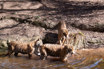 Young tigers have a coat of golden fur with dark stripes, the tiger is the largest wild cat in the...