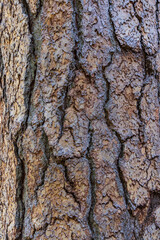 bark of a tree