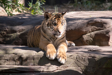 Young tigers have all their stripes and markings. They are learning to be powerful hunters while playing