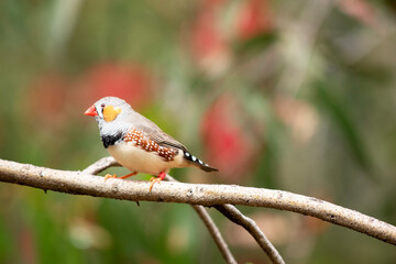 the male zebra finch has a grey body with a white under belly with a black and white tail. It has orange cheeks and black stripe on its face