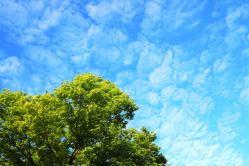 青空と雲と緑の木
