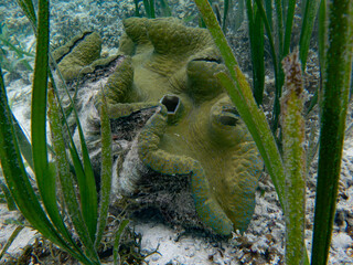 Giant clam (Tridacna gigas) and seagrass (Enhalus acoroides), underwater, ocean. 