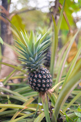 fresh pineapple fruits in the Myanmar garden.