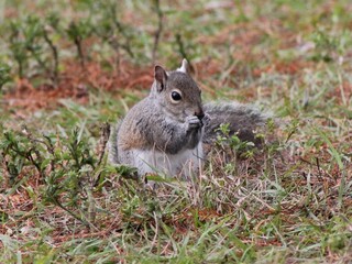Squirrel in the ground sitting 