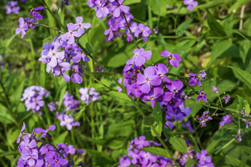 Purple flowers of phlox paniculata in the garden