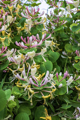 flowering honeysuckle caprifol in the garden