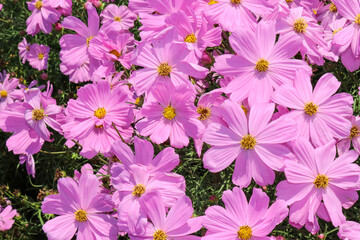 pink flowers background