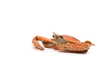 Horse Crab  on the white background