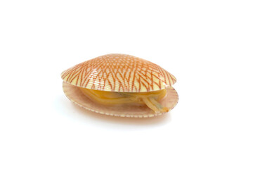 Closed up fresh baby clams, venus shell, shellfish, carpet clams, short necked clams, as raw food from the sea are the seafood ingredients. fresh clams Background..
