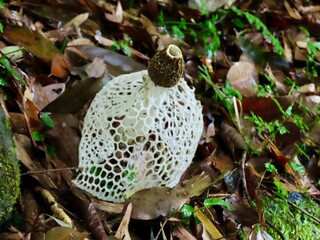きのこ　上益城の自然