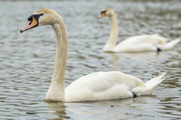 Obraz premium Graceful Swans Gliding in Serene Global Waters, Reflecting Elegance and Tranquility of Their Aquatic Kingdom, Perfect for World Water Day Promotions