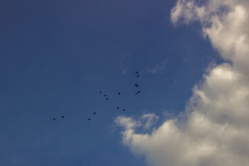 birds flying in beautiful sky