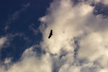 birds flying in beautiful sky