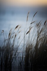 Fototapeta premium the grass is blowing in the wind