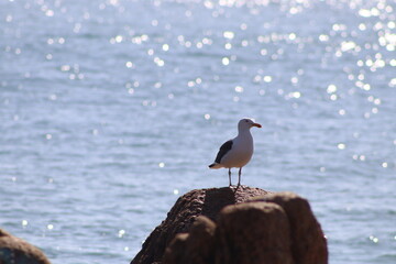 Gaviota