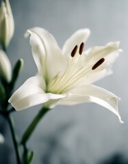 olated white lilly lily background flower black copy space
