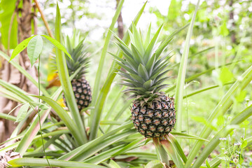 fresh pineapple fruits in the Myanmar garden.